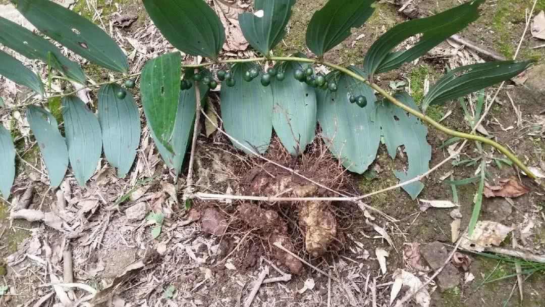 九月份,村里的大叔大爷们都会结伴进山,挖一种他们称之为"黄金"的野草