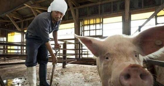 农村养猪人年初一也要干活!苦、累、脏还亏钱