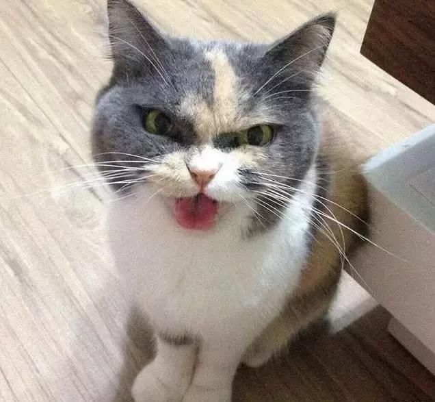 猫咪天生自带严肃脸,一副全世界都欠它小鱼干的样子
