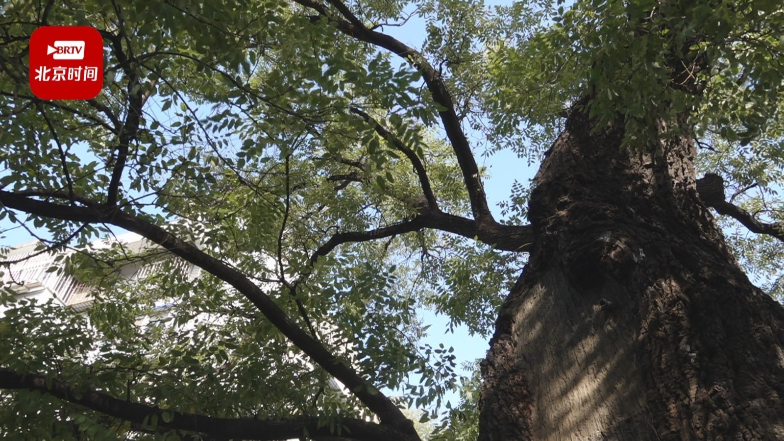 唱响人树和谐之歌!海运仓古树社区完工 9位古树“寿星”有了更好生境 唱响人树和谐之歌!海运仓古树社区完工 9位古树“寿星”有了更好生境