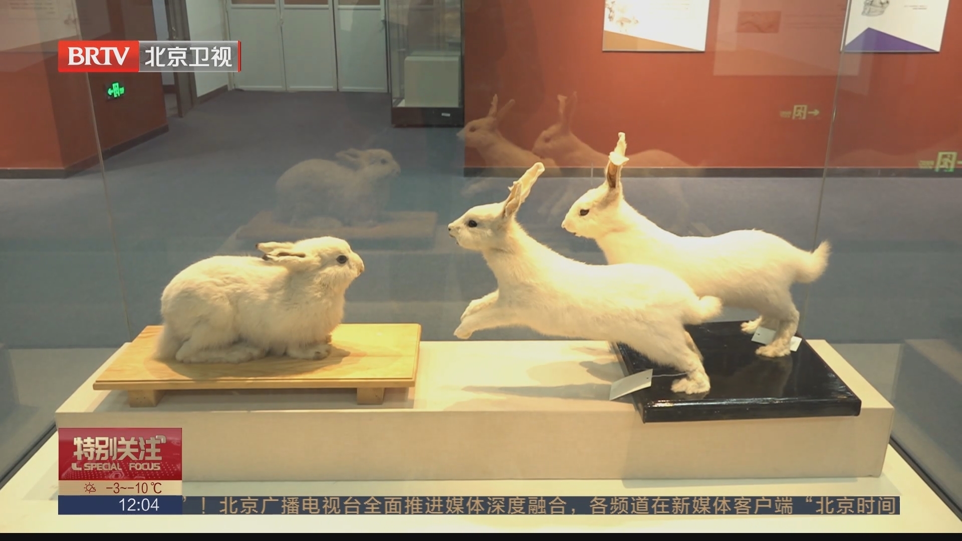 观展览做手工 北京自然博物馆里过大年