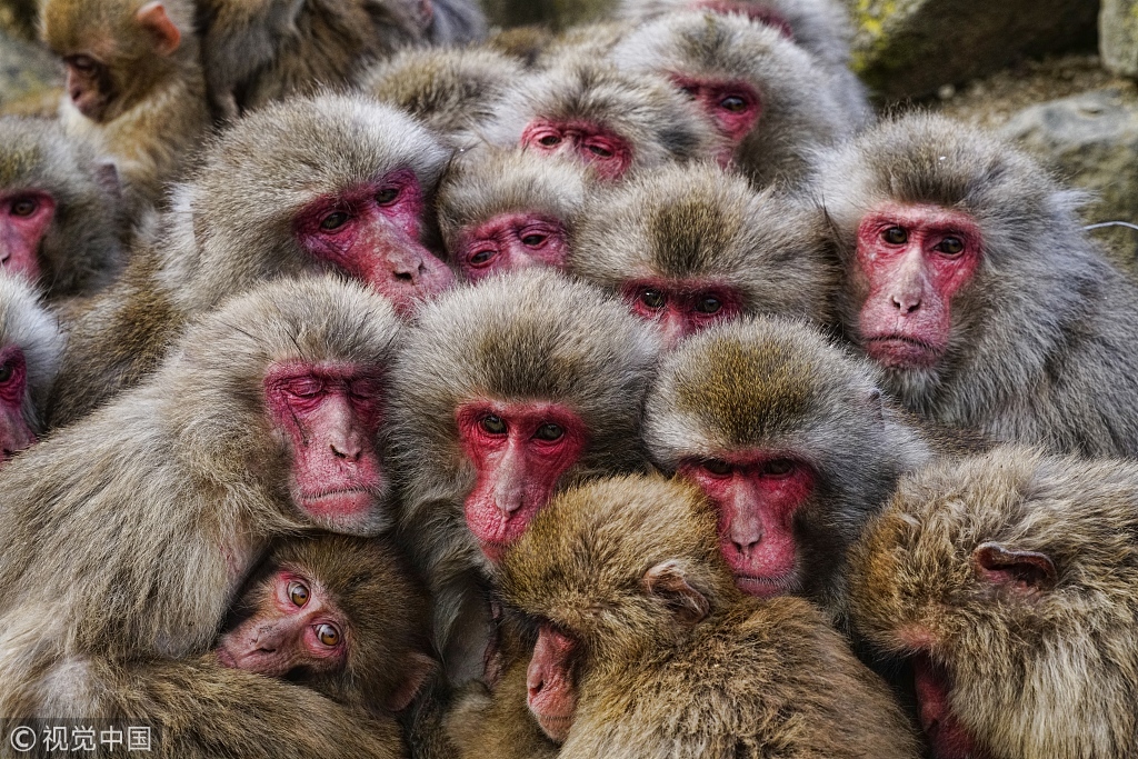 日本雪猴风雪中抱团取暖 表情神同步：我很冷