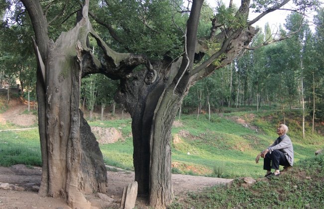 农村房前屋后不能栽的5种树,老人有忌讳