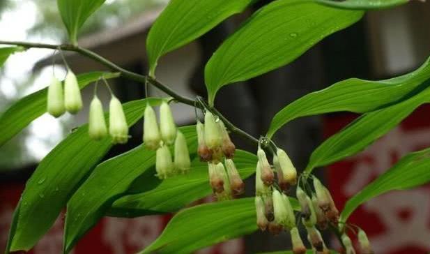 被李时珍誉为黄金的药草,其功效之多,你都了解