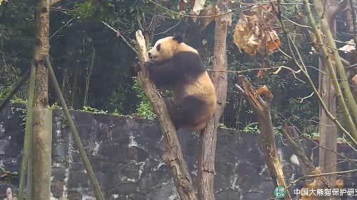 新的一年,熊孩子能和“小树君”好好相处吗? 新的一年,熊孩子能和“小树君”好好相处吗?
