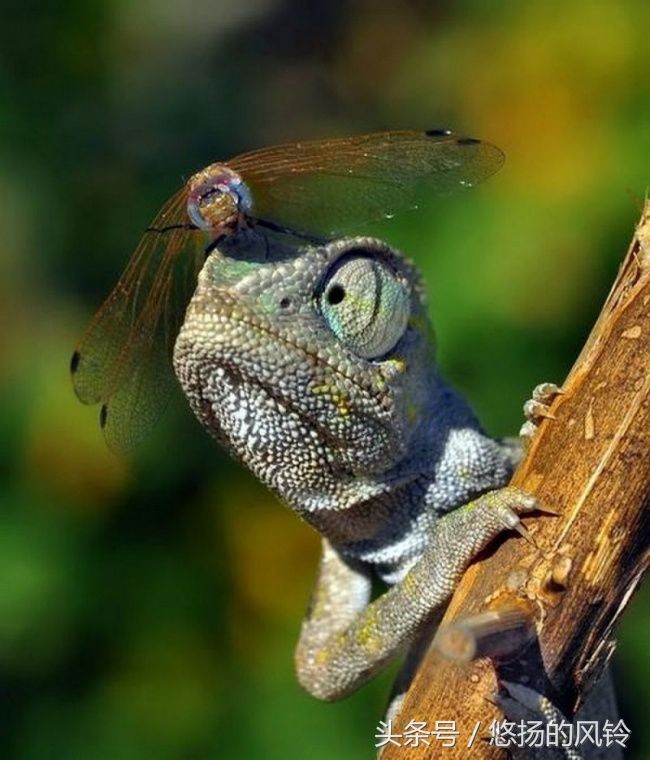 9张动物图片,让你知道什么叫内心强大才是真的强大