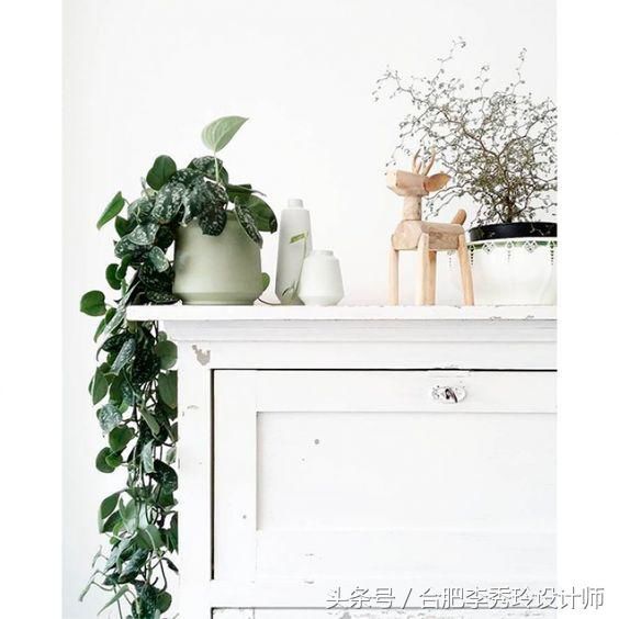 绿萝不养在盆里,这样挂在墙上,比照片墙还漂亮