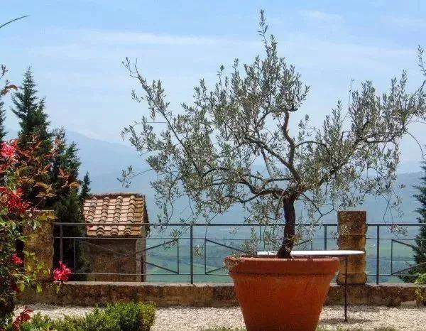 适合盆栽养护的观赏树,养在室内也没有关系