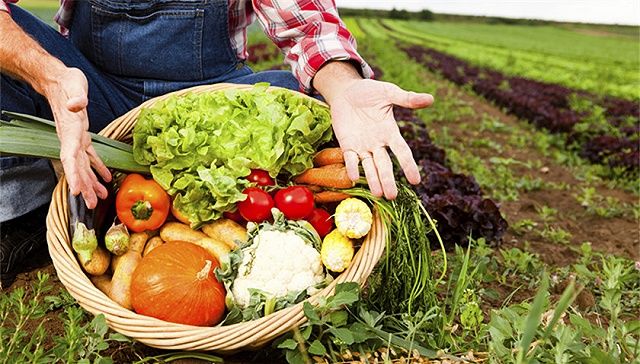 中美贸易战下农产品上市公司获追捧 这12只股