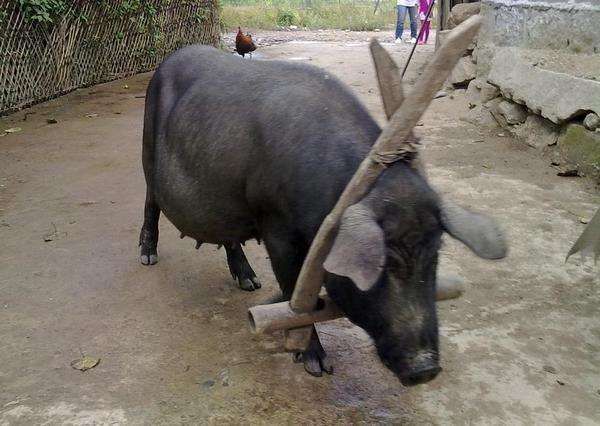 无肉不欢的人要注意了, 猪身上这处肉不能吃,千