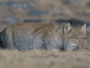 只是说藏狐那波澜不惊表情,看破了世间万物,蔑视众