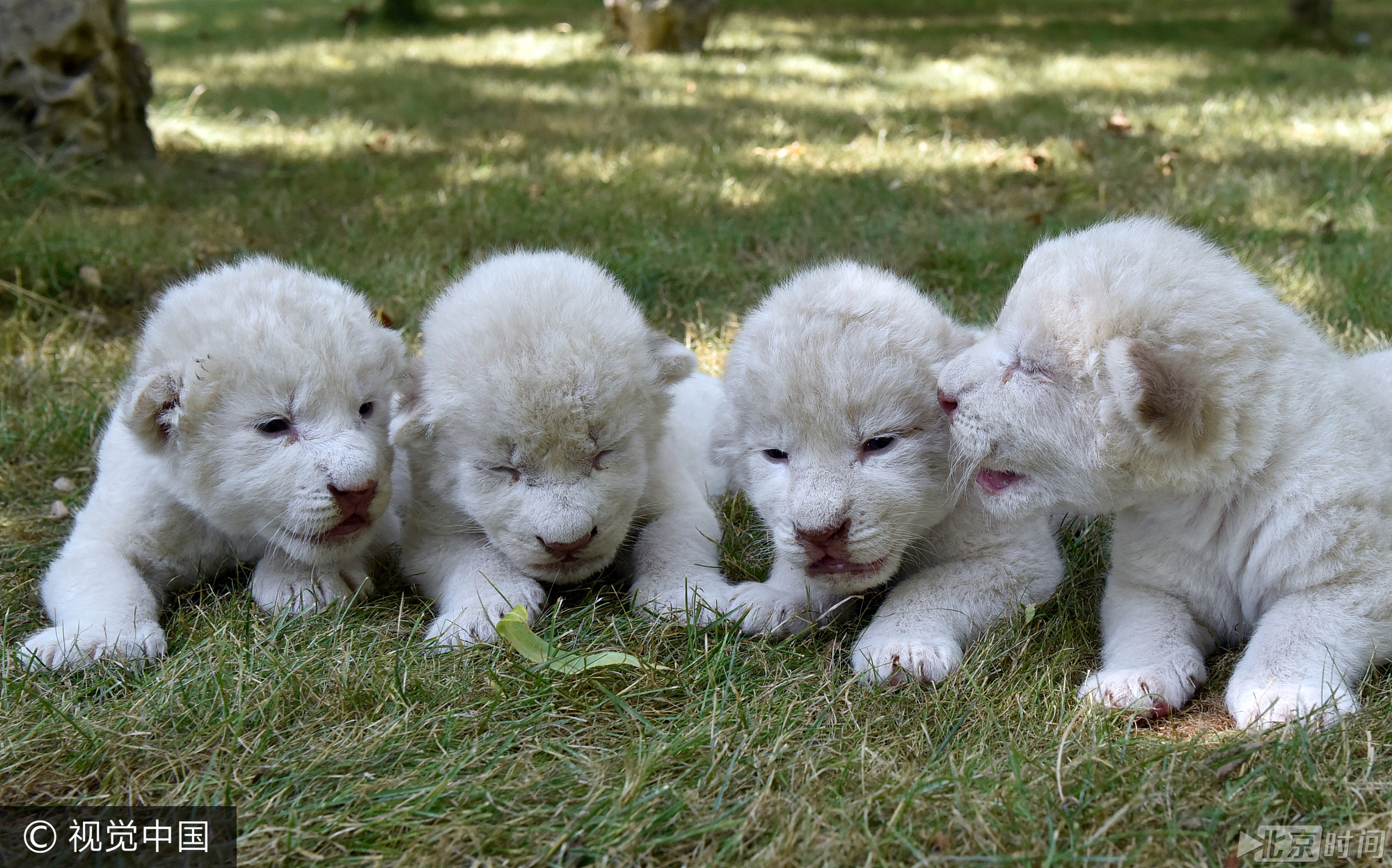 当地时间2017年8月13日,克里米亚地区,四只新生白狮幼崽在taigan野生