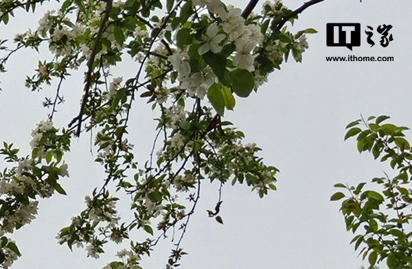 OPPO R15 3-HDR拍照功能专项评测:逆光的美