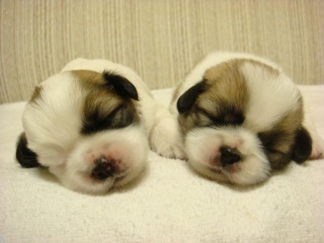 突然捡到小奶狗你该怎么养