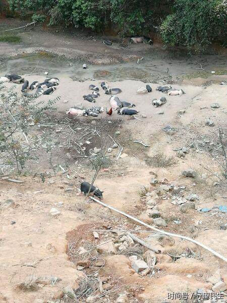 农村青年回乡大山上养猪,40头猪赚了10万元!