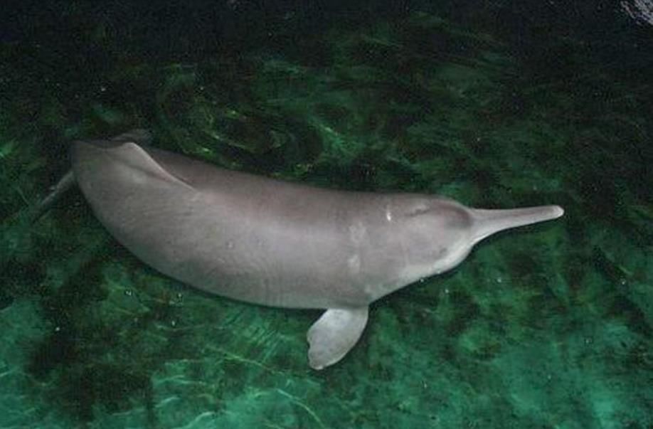 是一种即将要灭绝的物种,可能只有克隆技术才是拯救白鳍豚的最后希望