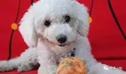 狗狗吃这些蔬菜有好处!