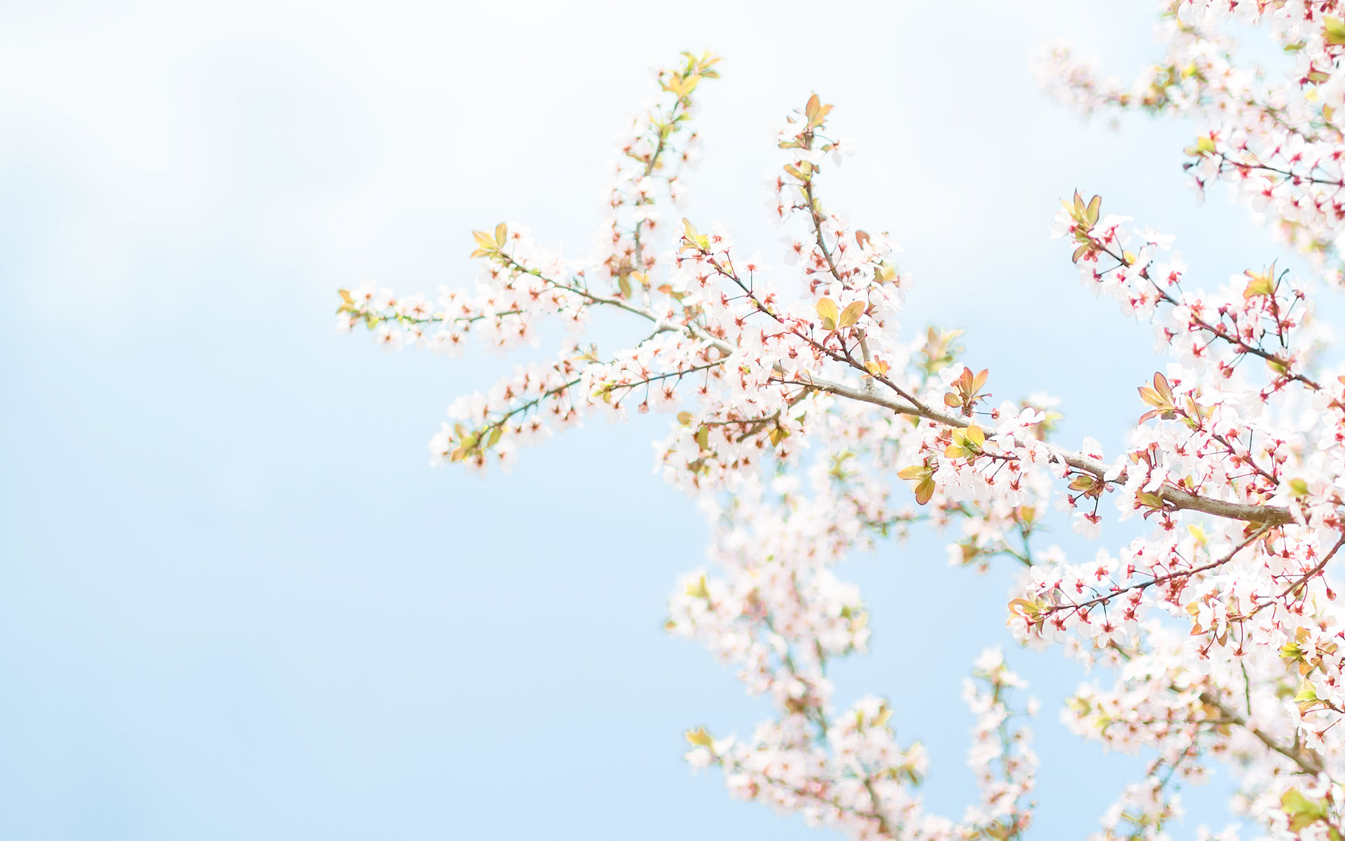 花见的季节,好看的唯美樱花高清桌面壁纸