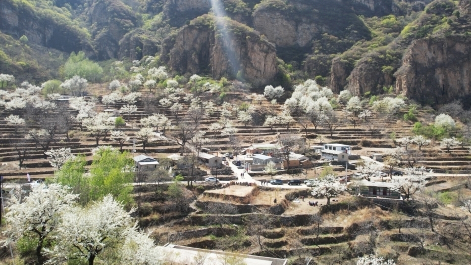 霞云岭乡“以花为媒”激活“山花经济”