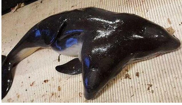 荷兰惊现奇异双头海豚竟长这样 "两头三眼"模样诡异吓懵渔民