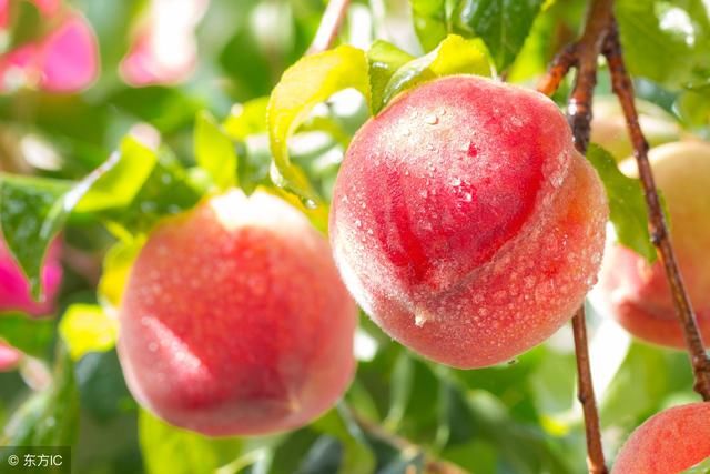 水果要按月份吃更健康,7月8月吃什么水果好?7