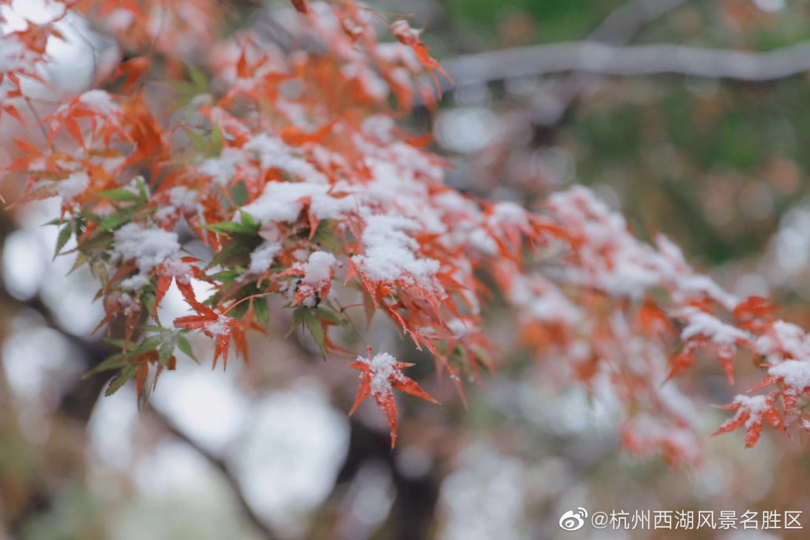 白雪缱绻!初雪下的杭州西湖尽显诗意_北京时间