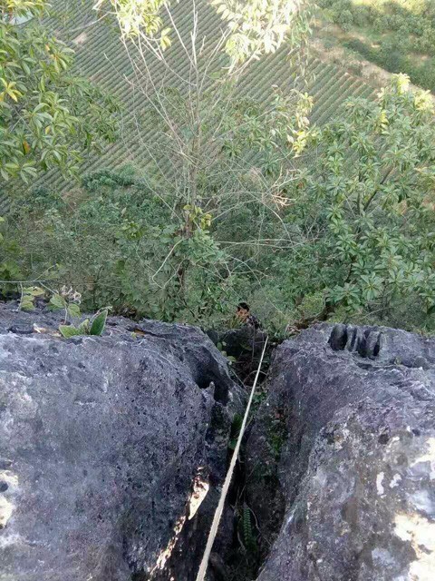 藏在悬崖峭壁上的野生石斛,功效竟比种植的铁