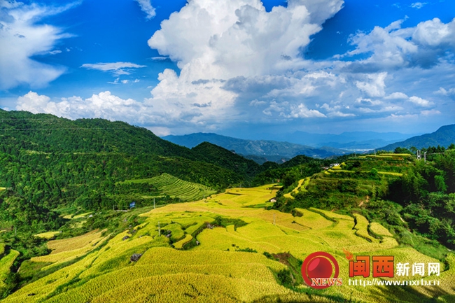 金秋九月 长汀马罗梯田稻谷黄