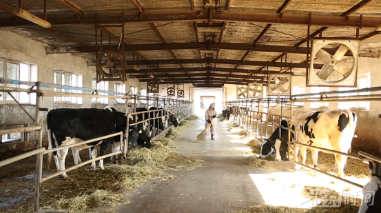 “奶牛铲屎官”的小确幸:她用双手养育梦想 “奶牛铲屎官”的小确幸:她用双手养育梦想