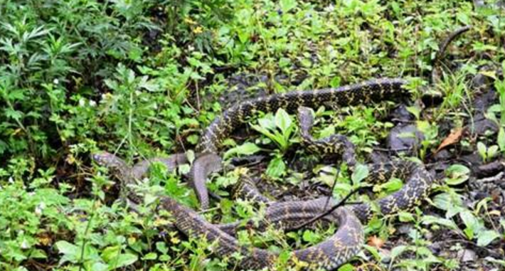 野生群蛇集体自杀,原因跟人类无关?