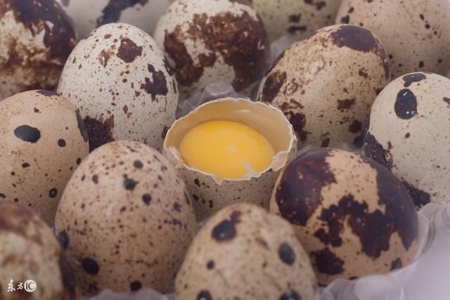 孕妇吃鹌鹑蛋,可以促进胎儿大脑发育?孕妇吃鹌