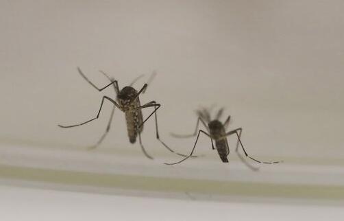 泸州蚊子被热死无需用蚊香 如遇下雨还会"卷土重来"