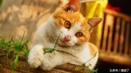 日记:具备一些猫病知识,猫咪就能得到更好的治疗