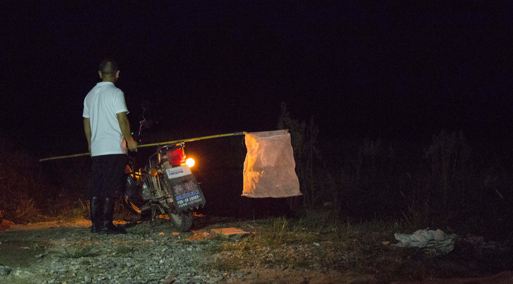 2016年08月09日,江西省赣州市,夏末,雄性成年萤火虫在温润的稻田间飞过,远处的微光闪烁,吸引着它们回应、靠近,可是突然间,白色的网兜从天而降将它们困住。一夜之间,成千上万的萤火虫被装在塑料瓶里,被送上开往城市的长途车。图中闪烁的摩托车车灯正是模拟了雌性萤火虫的发光信号,吸引了在空中寻找伴侣的雄萤。视觉中国供图。