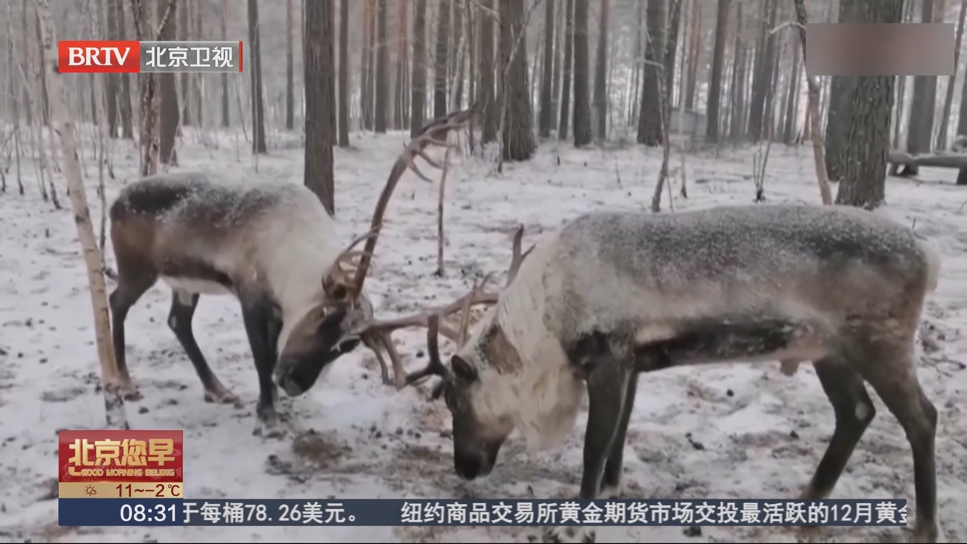 黑龙江 大兴安岭：冬雪漫天飞舞 驯鹿雪中撒欢