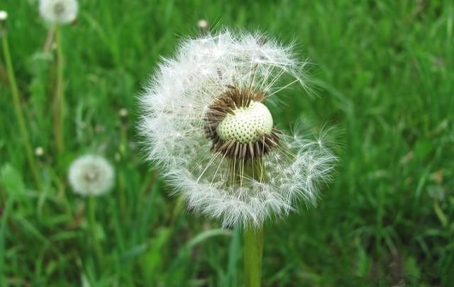 蒲公英茶对身体有益,蒲公英茶的六大功效,你都