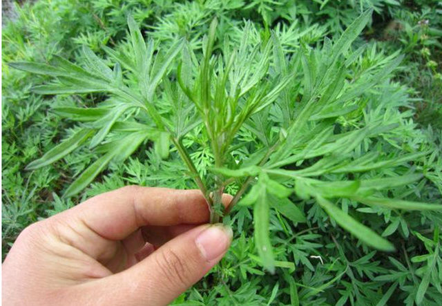 颈椎病有救了!退休老中医给一个偏方,半个月彻