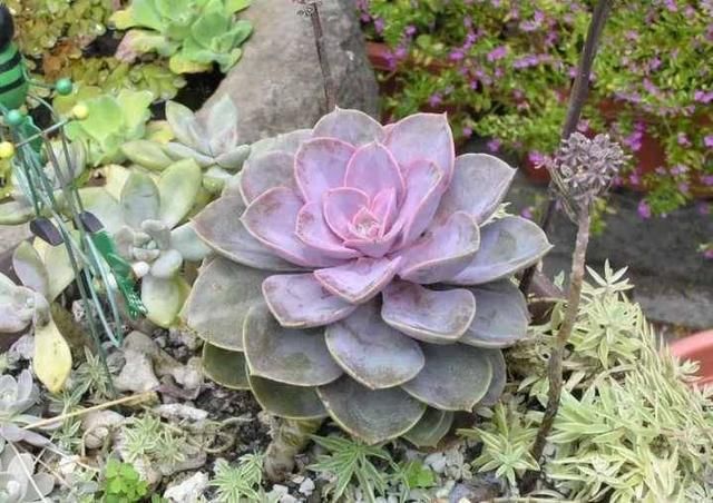 多肉植物能吃吗?