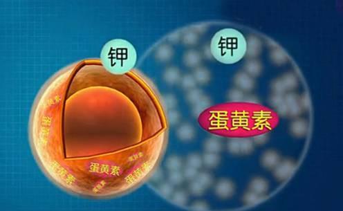 人体由60兆亿个细胞构成,细胞膜隔离使其形成稳定的内环境.