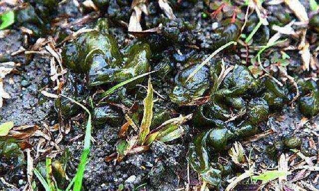 小时候农村常见的养猪菜,喂出来的猪肉很好吃