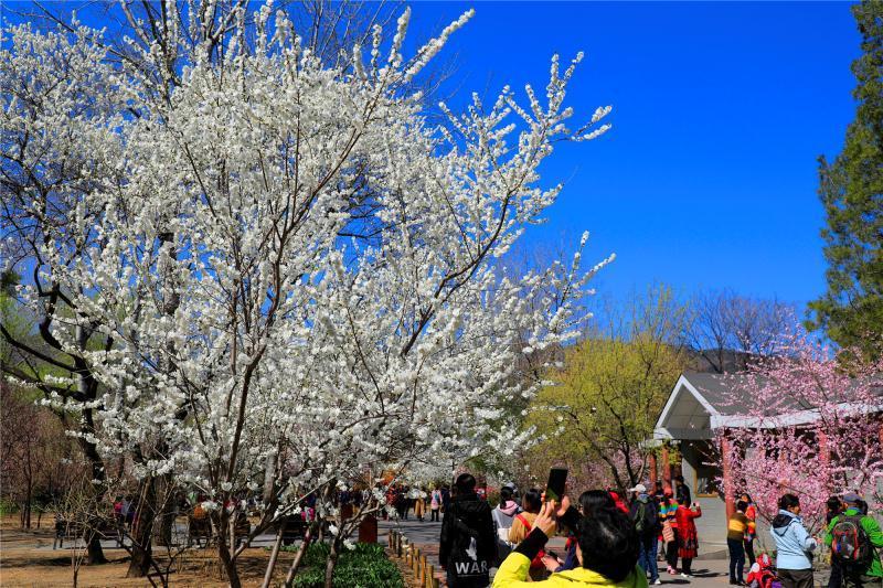 人间仙境赏春花!打卡北京植物园网红景点