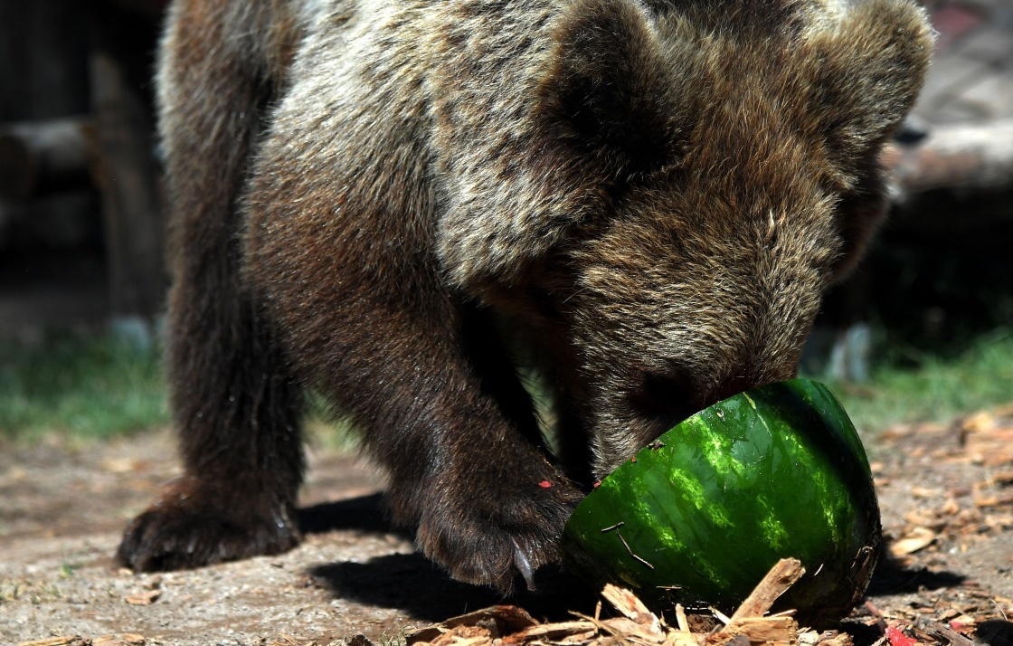 意大利罗马酷热难耐 动物们吃冰冻水果消暑