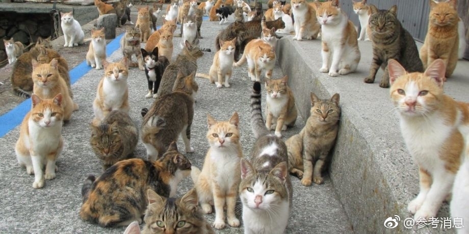 警察逮捕了这名妇女，怀疑她有精神问题，将她送进了警察总部办的精神病疗养院。随后前来查看的宠物保护组织 “ 三千万之友基金会 ” ( La Fondation 30 millions d'amis ) 发现，那些猫都严重营养不良，未驱虫、未绝育 ( 所以才繁殖了那么多 ) ，而最可怜的是，不少被扔下楼的猫摔成了严重骨折，将不得不被安乐死。