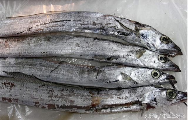 餐桌上常见的带鱼到底能不能人工养殖?