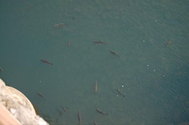 初到陌生水域如何判断是否有鱼,掌握这三点是