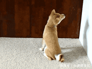 呆狗shiba inu不是在看苍蝇蚊子,是在看主人!