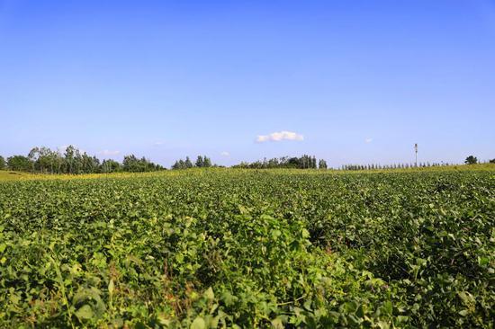 这所大学火了 种毛豆大丰收请全校师生免费吃 这所大学火了 种毛豆大丰收请全校师生免费吃