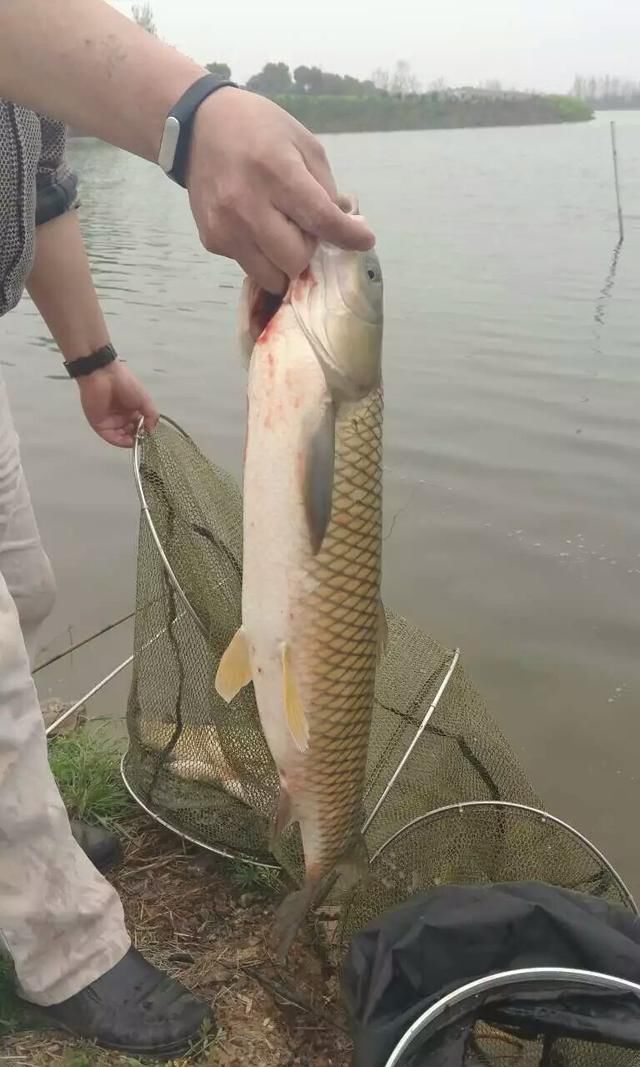 留了些鯽魚和一我釣的那條草魚回去做火