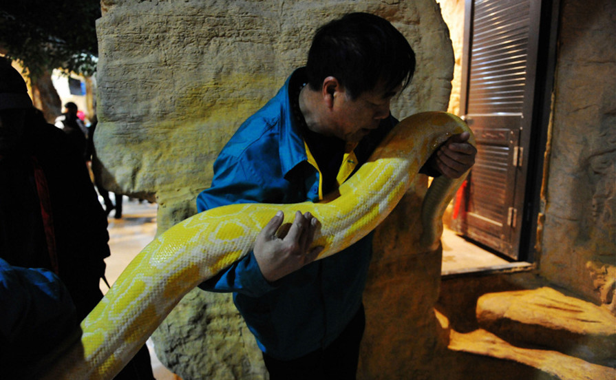 山东青岛巨大黄金蟒体检 2人合抬仍觉吃力