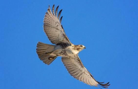 鹰和雕到底有什么区别?其实很多人都傻傻分不